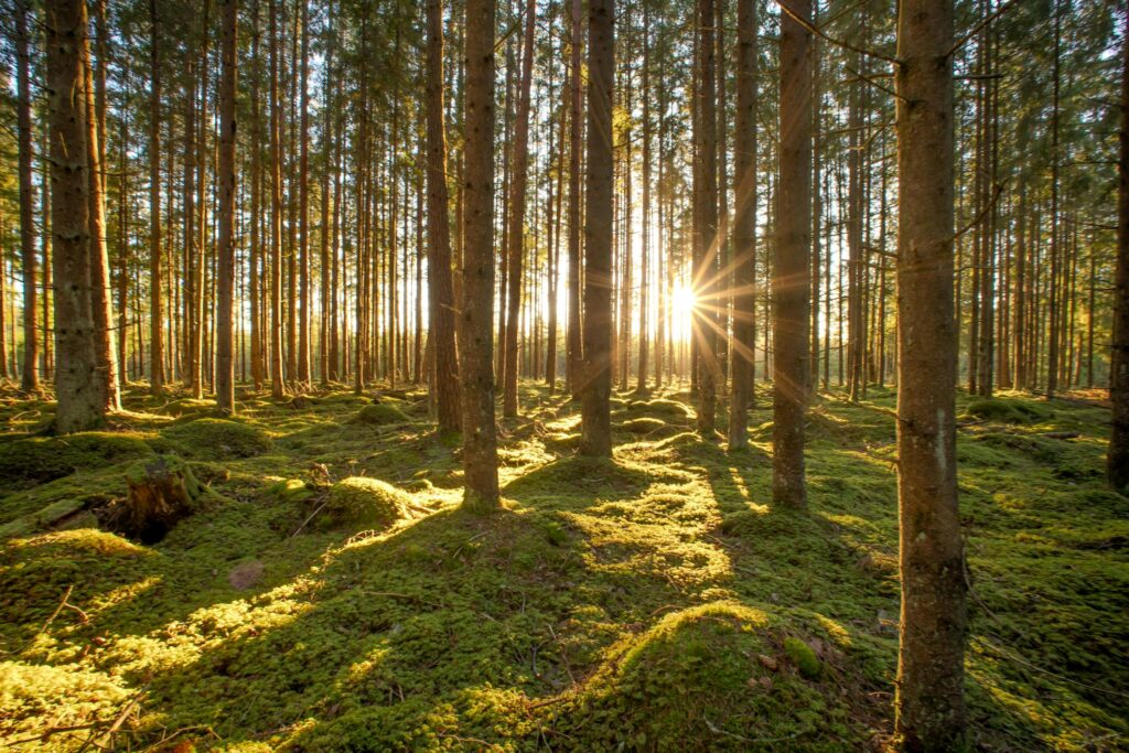 bosque soleado con suelo de musgo y arboles altos