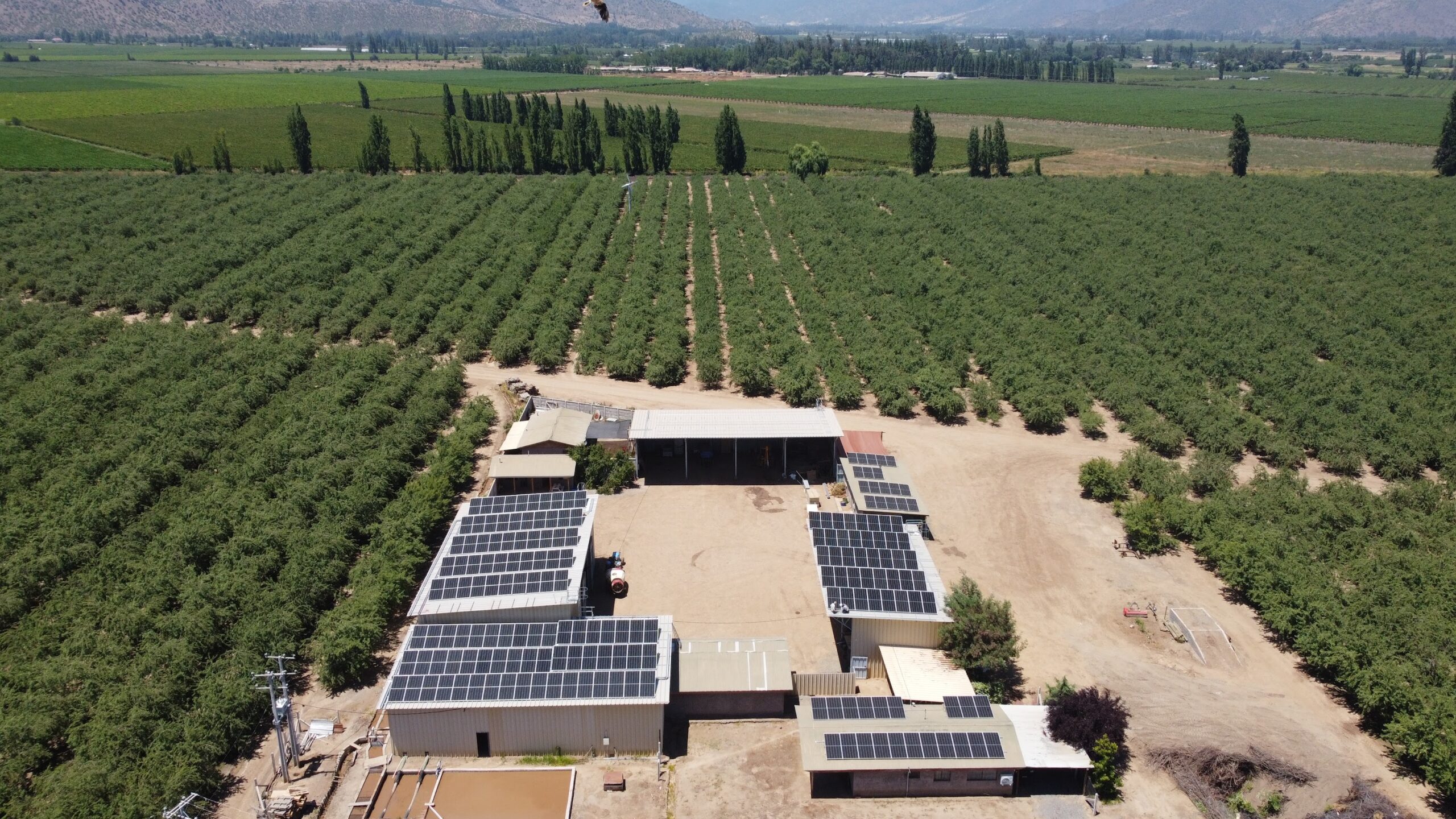 Desafíos y Oportunidades en el Cultivo de Almendros